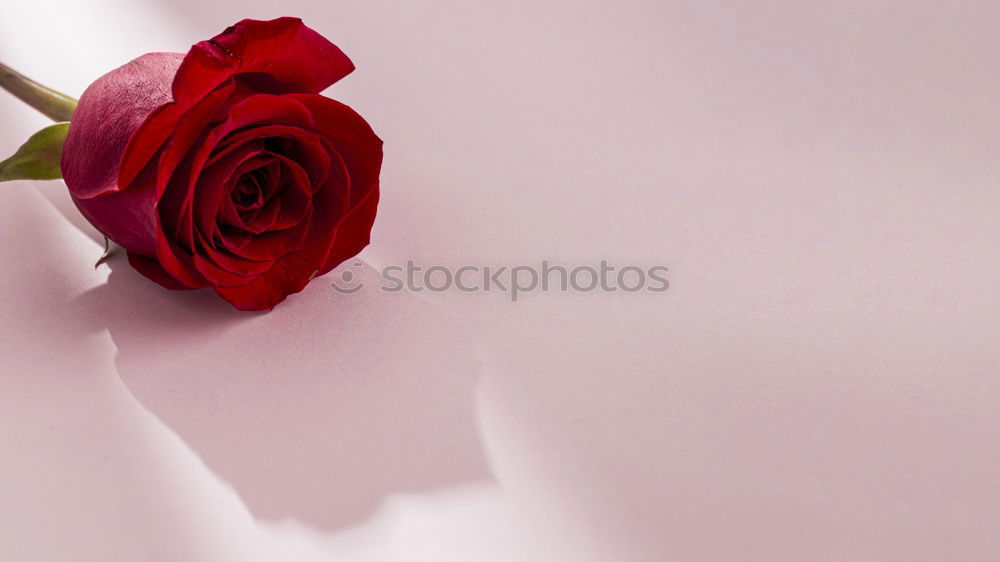 Similar – red roses for Valentine’s Day