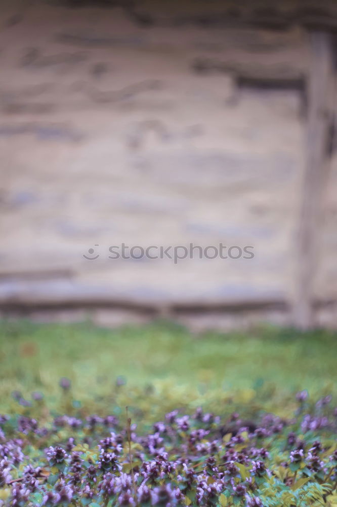 Similar – Image, Stock Photo bouquet of purple lilac