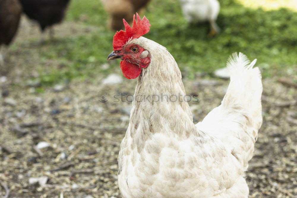 Similar – Image, Stock Photo News from Uhlenbusch Farm