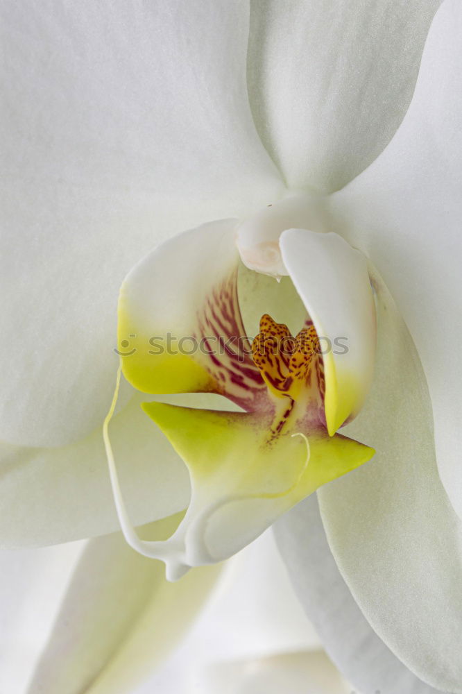 Image, Stock Photo Delicate flowers of orchids