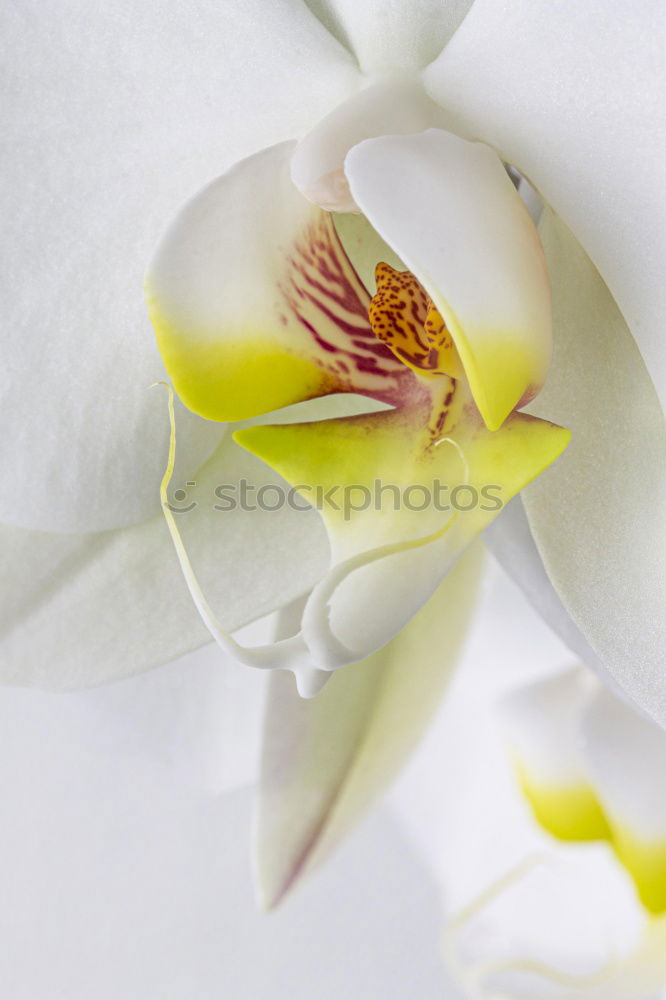 Flower III Orchid 2