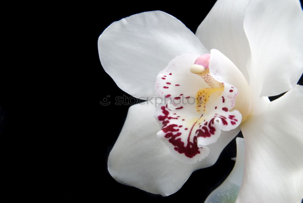 Similar – Image, Stock Photo hessian oster orchids III