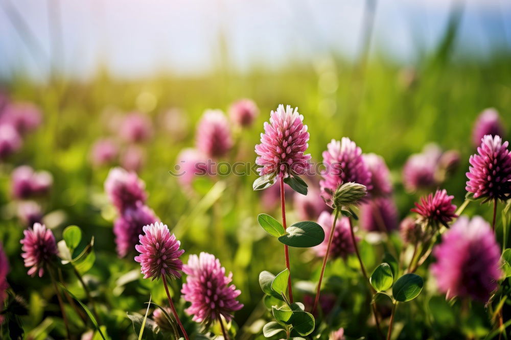 Similar – crested lavender Lavender