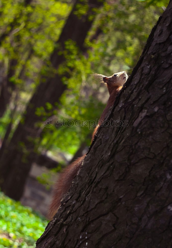 Similar – Foto Bild kokon Wald Baum Natur