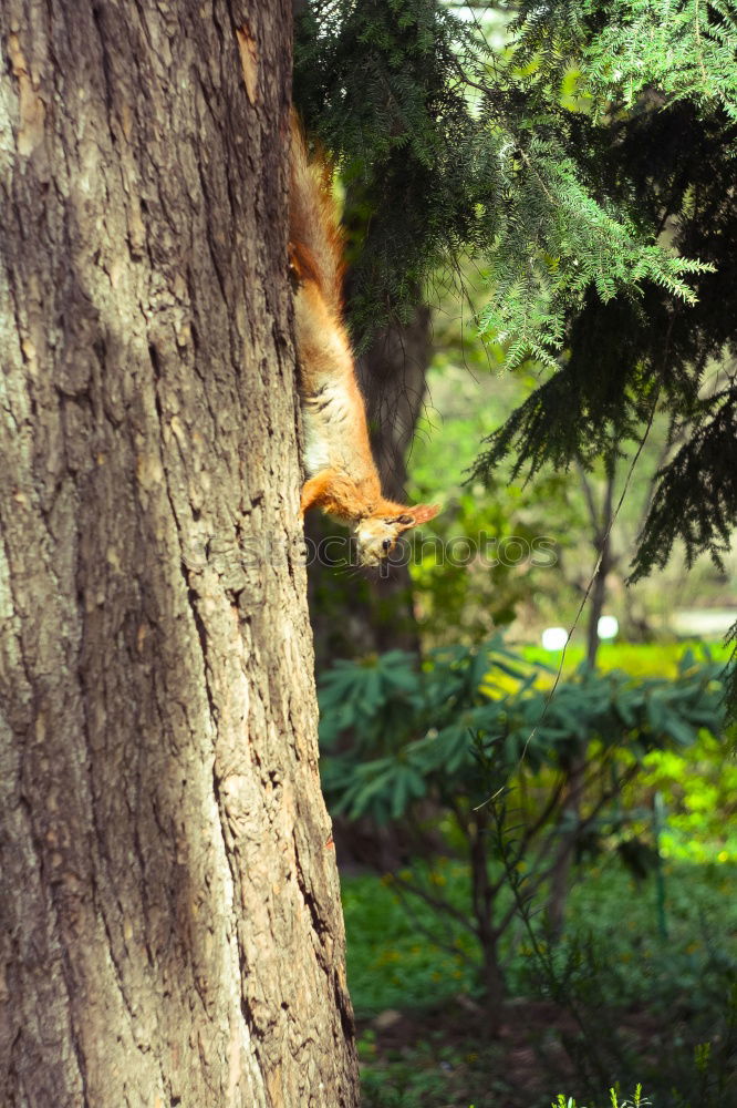 Similar – Image, Stock Photo Boy on climbing tree looks down