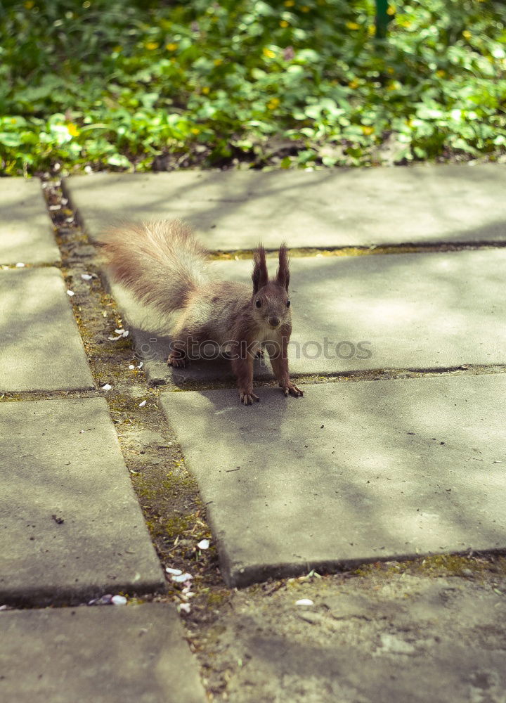 Similar – Squirrel Eichhörnchen Tier