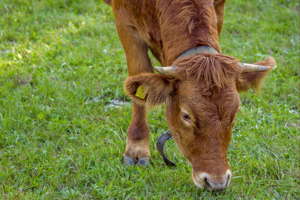 Similar – Image, Stock Photo 1x knuckle of veal Animal