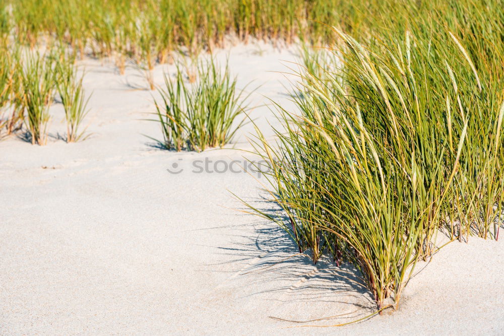Similar – Image, Stock Photo Trash! Belgian flotsam and jetsam