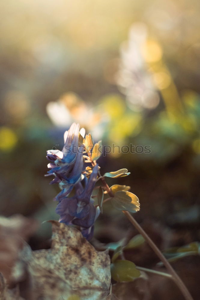 Similar – Image, Stock Photo In the spotlight Elegant