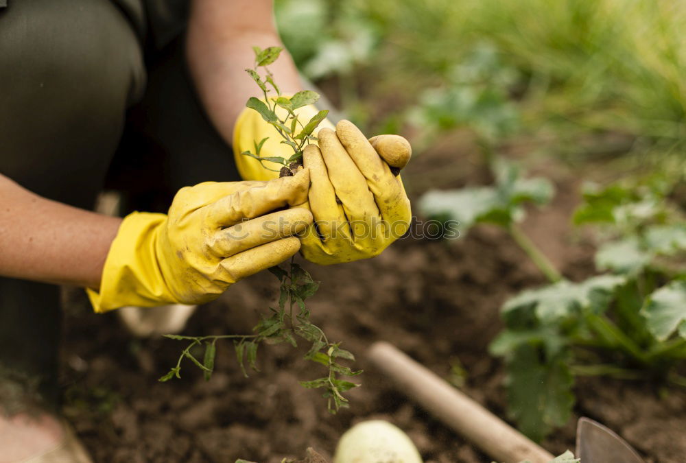 Similar – Planting potatoes