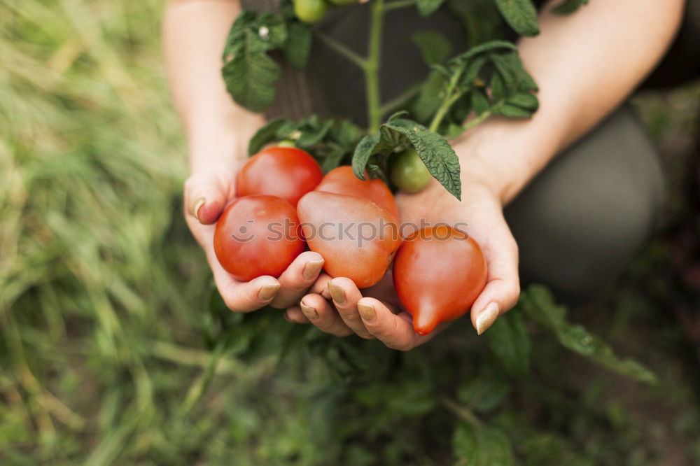 Similar – Flatlay of woman’s hands holding red ripe organic apples