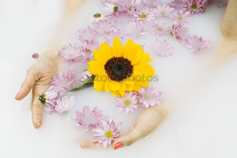 Similar – Image, Stock Photo Female hands hold handmade green soap