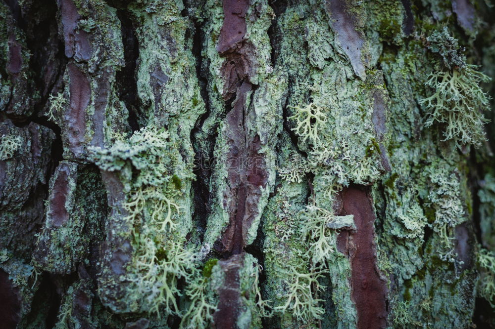 Similar – Image, Stock Photo The Forest Blop