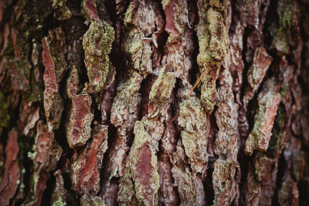 Similar – Image, Stock Photo skin Nature Plant Tree Old