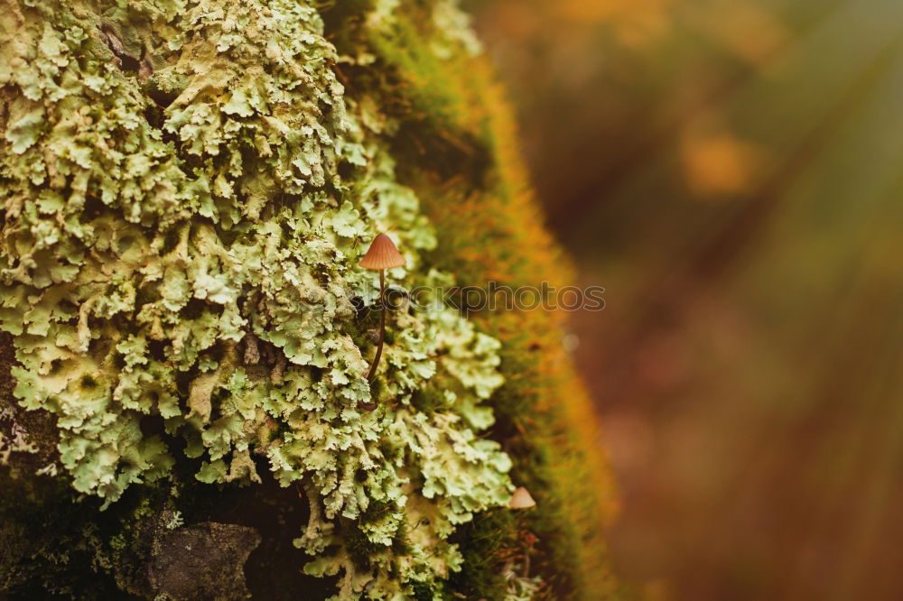 Similar – mushroom Wood Tree bark