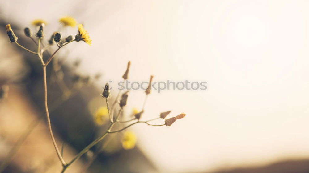 Similar – Weitblick Luftballon