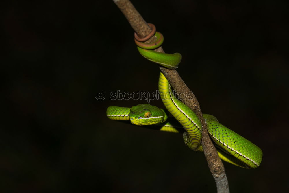 Similar – Image, Stock Photo garden boa Plant Animal