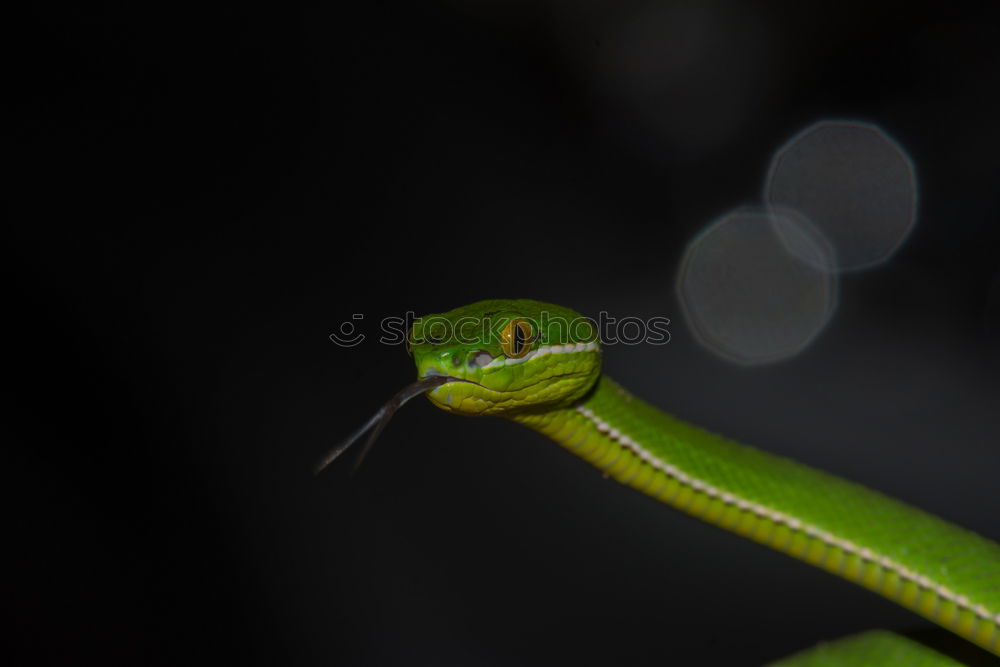 Similar – Close up portrait of beautiful Green tree python