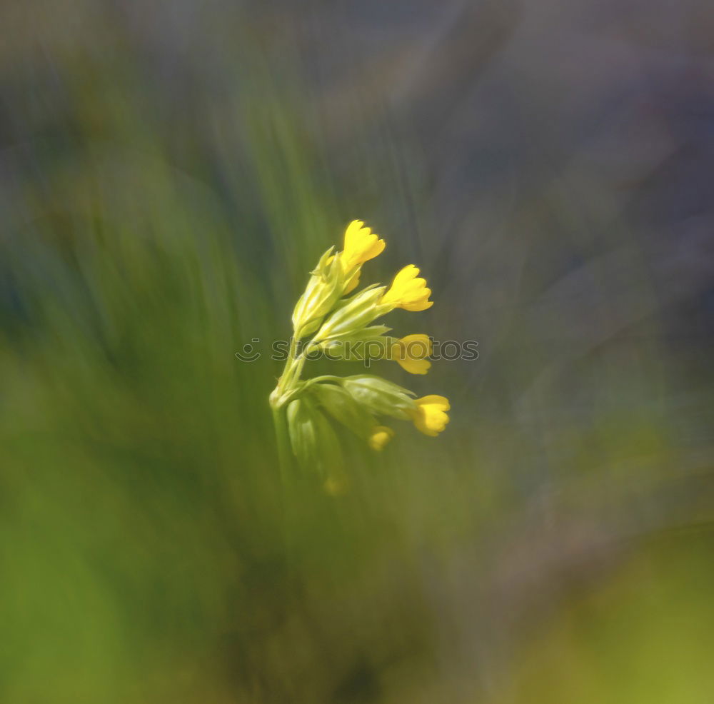 Similar – Image, Stock Photo Bud with water droplets