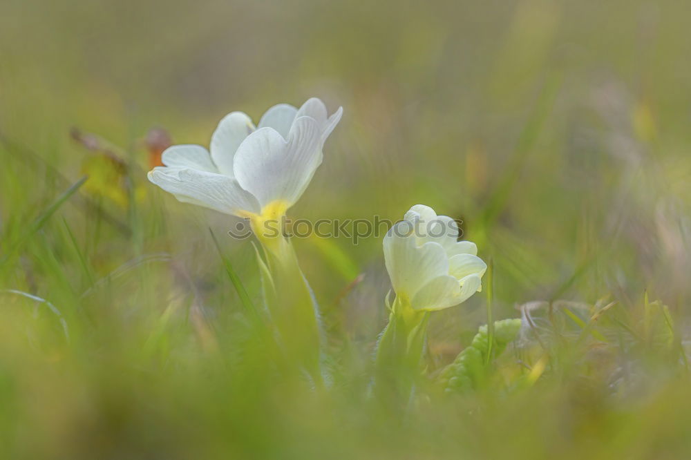 Similar – la plante blanche Flower