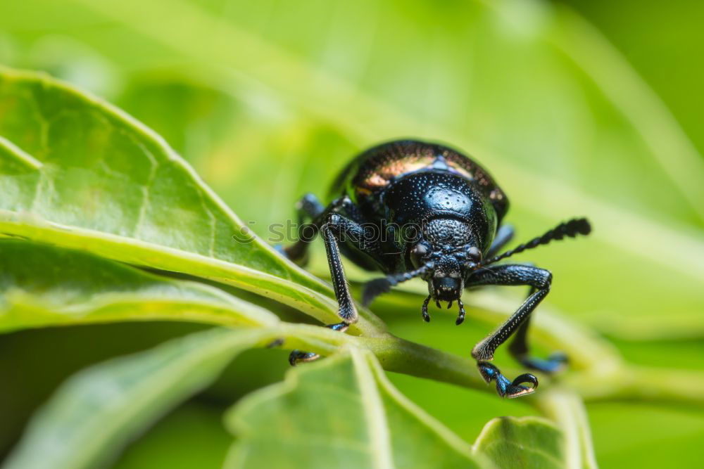 Similar – Image, Stock Photo freshly painted Ladybird