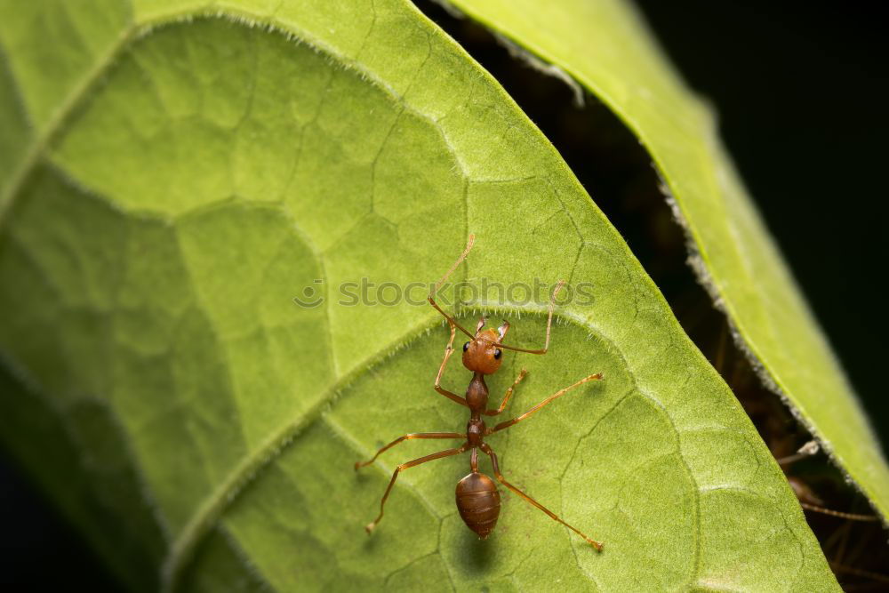 Similar – Image, Stock Photo Bug on the lurk Plant