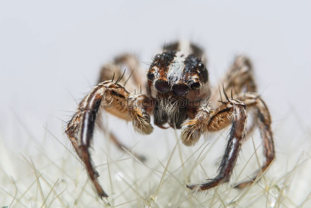 Similar – hairy hops Spider Stripe