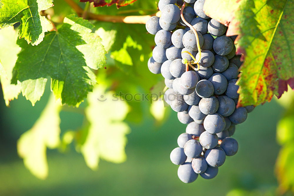 Similar – Image, Stock Photo Grapes 4 Summer