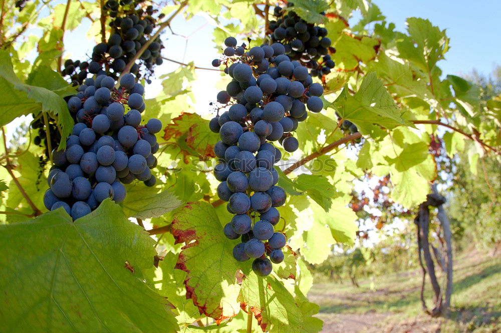 Similar – Foto Bild Weinbau Weintrauben