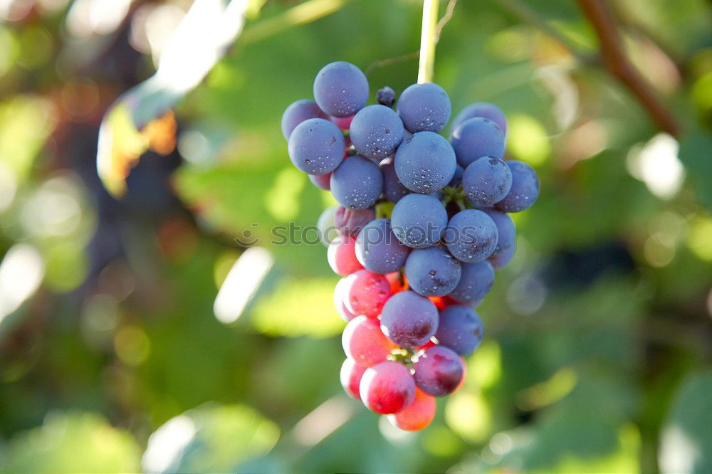 Similar – Image, Stock Photo Grapes 2 Summer
