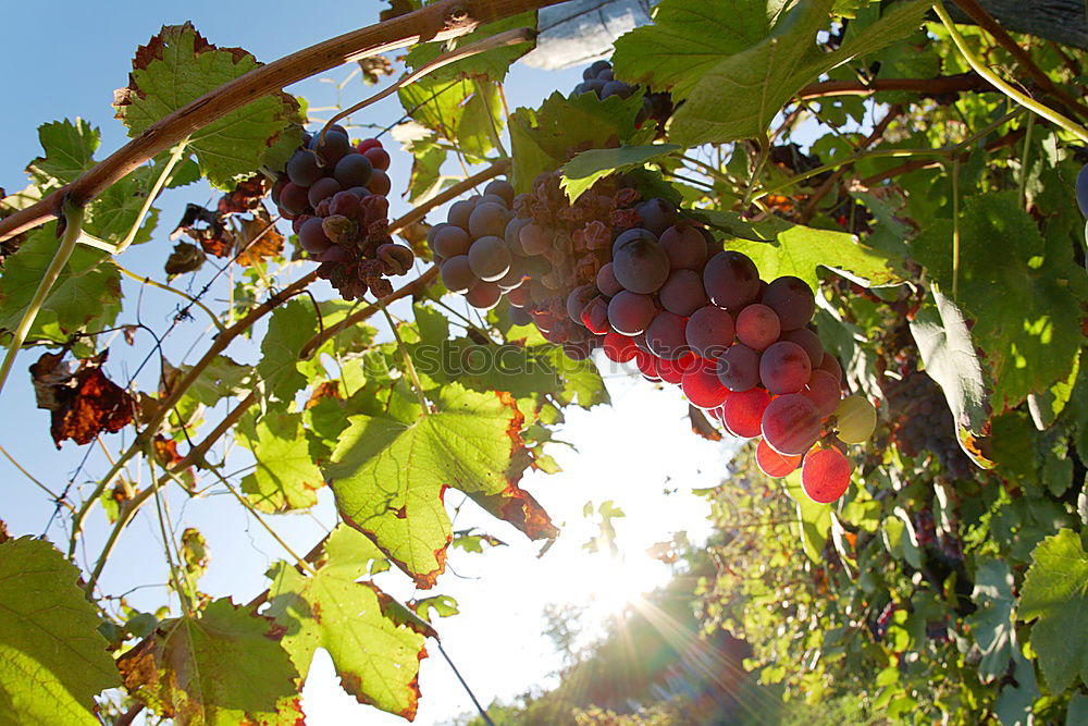 Similar – Image, Stock Photo grape in the field Fruit