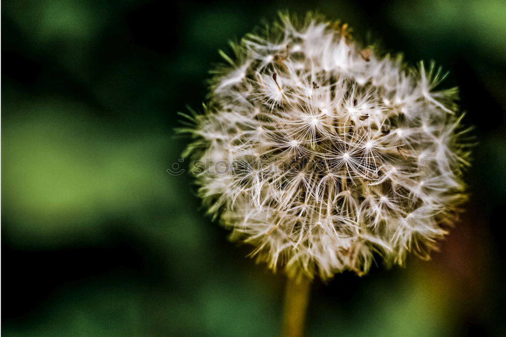 Similar – Image, Stock Photo Aegopodium Blossom Plant