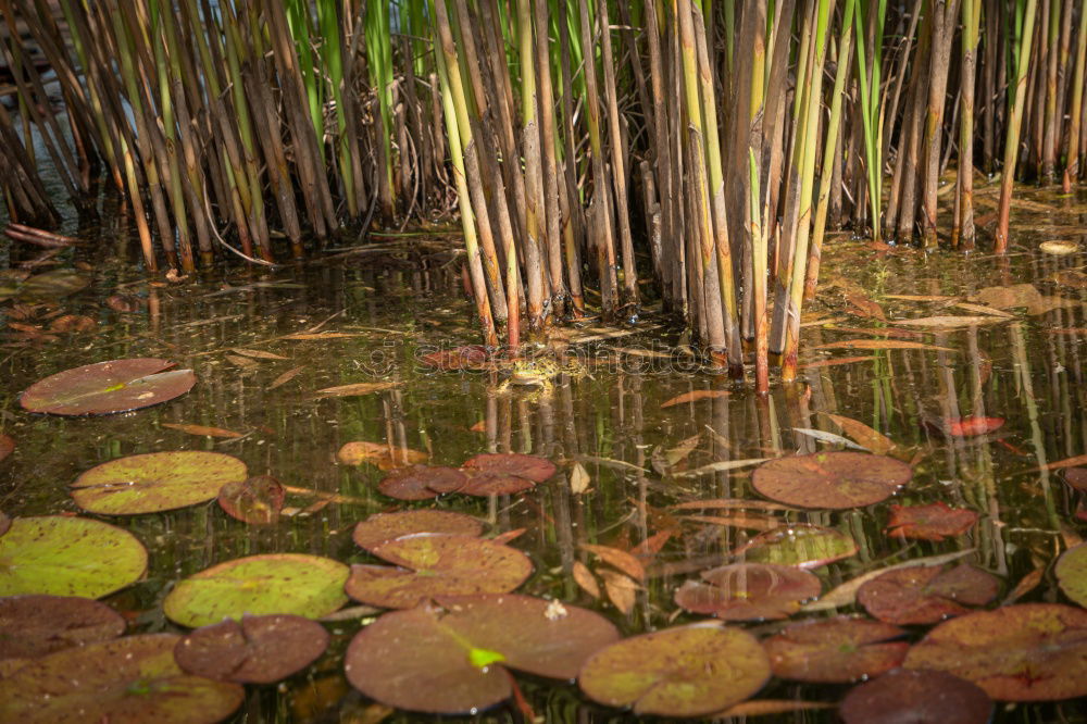 Similar – mirroring Common Reed