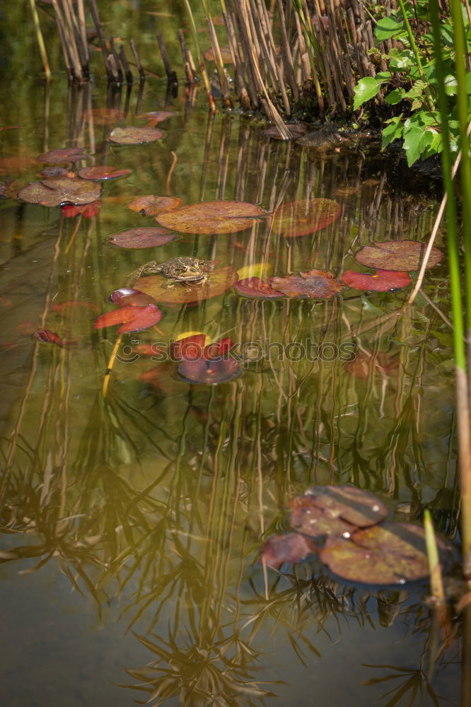 Similar – Image, Stock Photo autumn niche Nature Plant