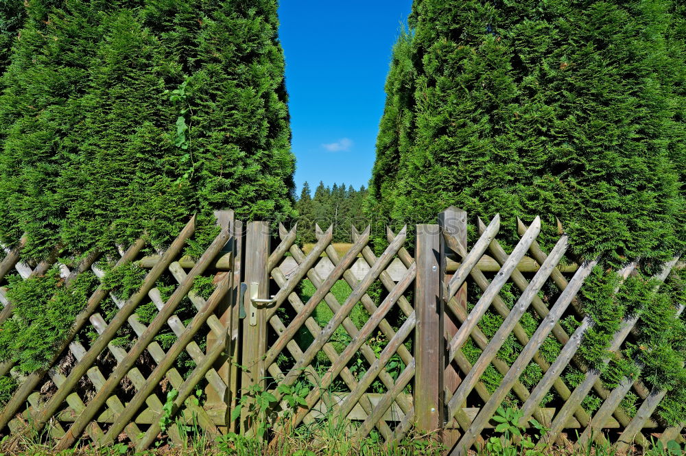 Mit Sträuchern und Blumen bewachsener Gartenzaun aus Holz