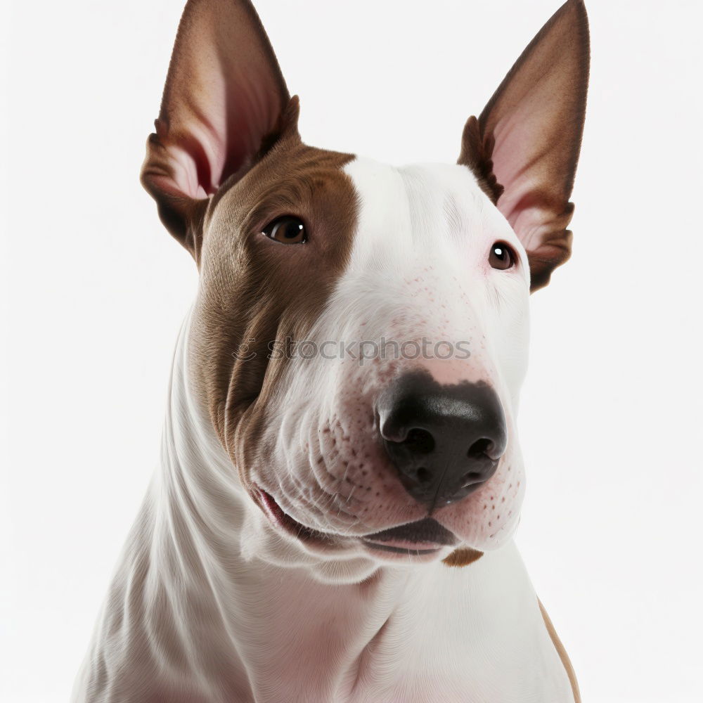 Similar – Image, Stock Photo Puppy looking at camera. Lovely gray Mini pinscher.