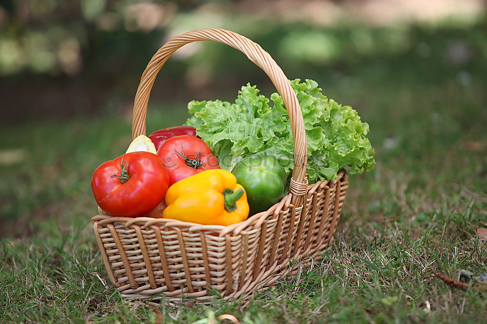 Similar – Image, Stock Photo Picking tomatoes in basket