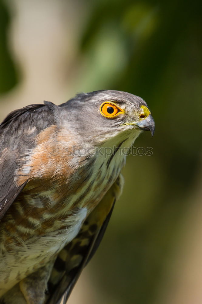 Similar – Northern Goshawk