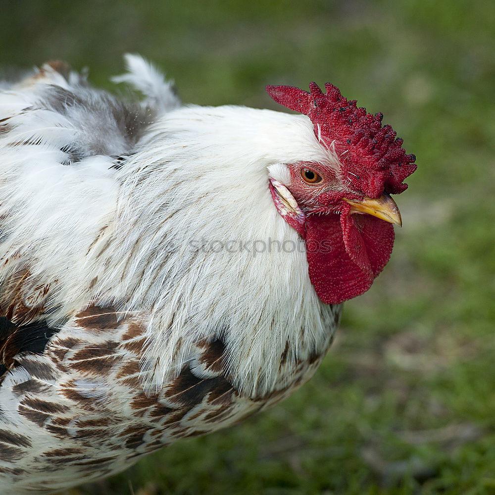 Similar – Close-up of rooster facing the camera