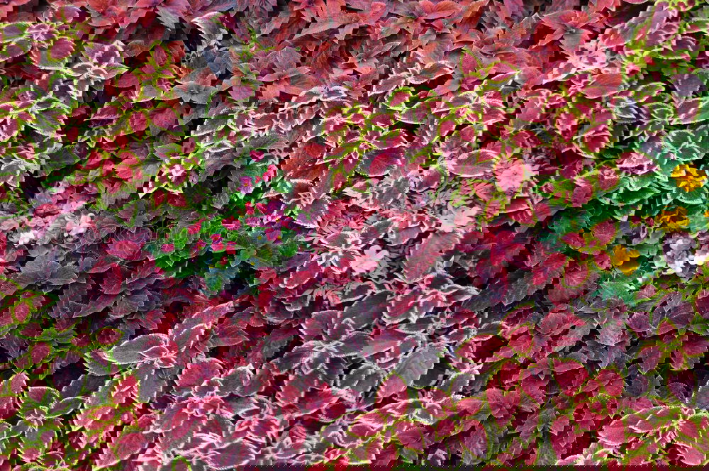 Similar – Image, Stock Photo transient beauty Spring