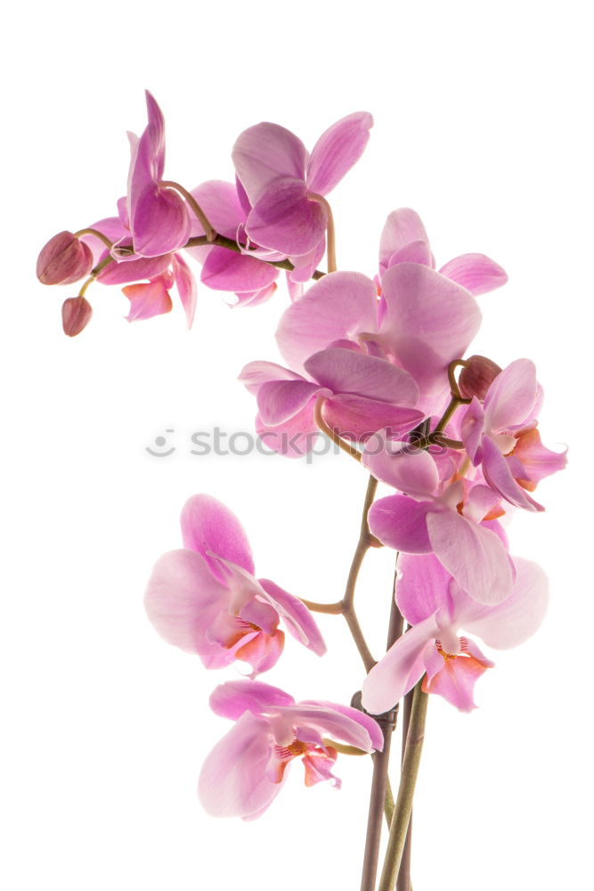 Similar – Image, Stock Photo Flower pink Orchid Pink