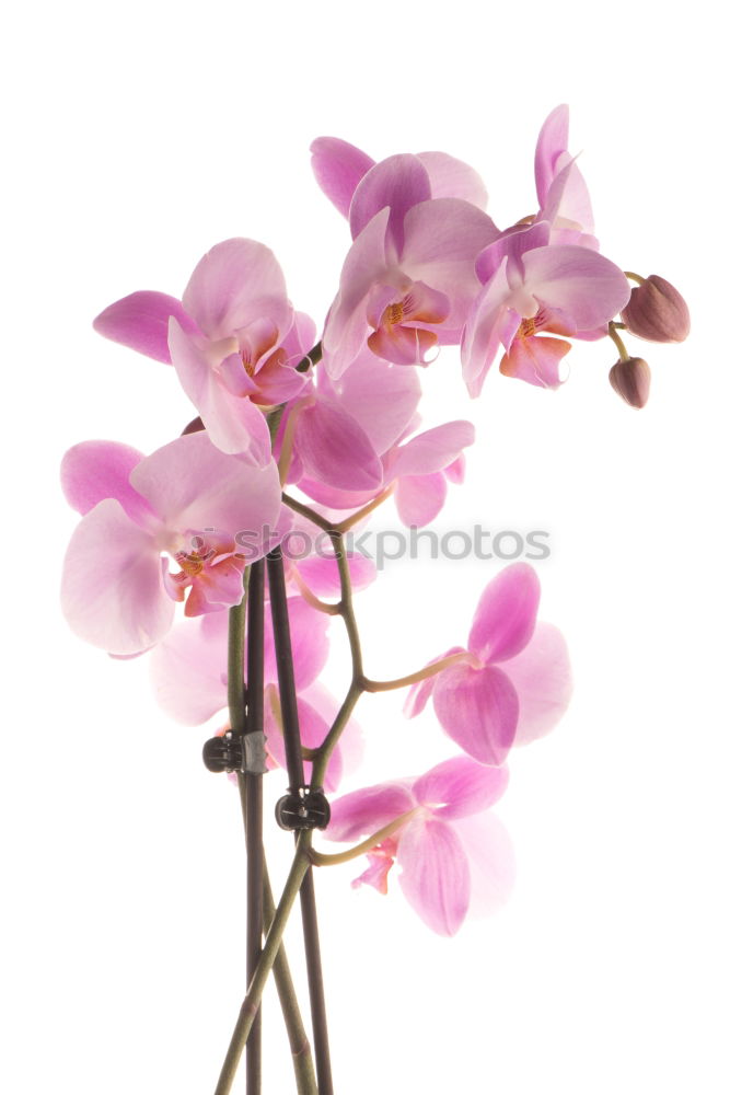 Similar – Image, Stock Photo Flower pink Orchid Pink