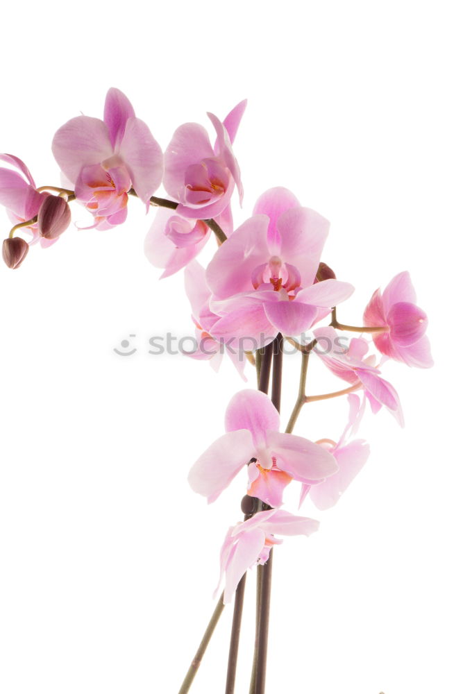 Blume rosa Orchidee