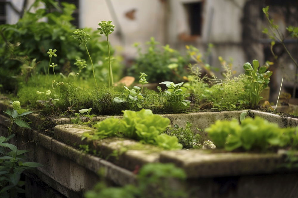 Similar – Image, Stock Photo raised bed fresh green rhubarb