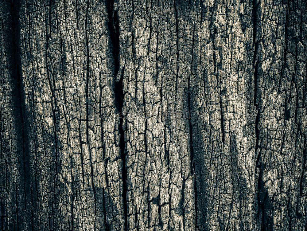 Similar – Detail of the bark of a tree in nature