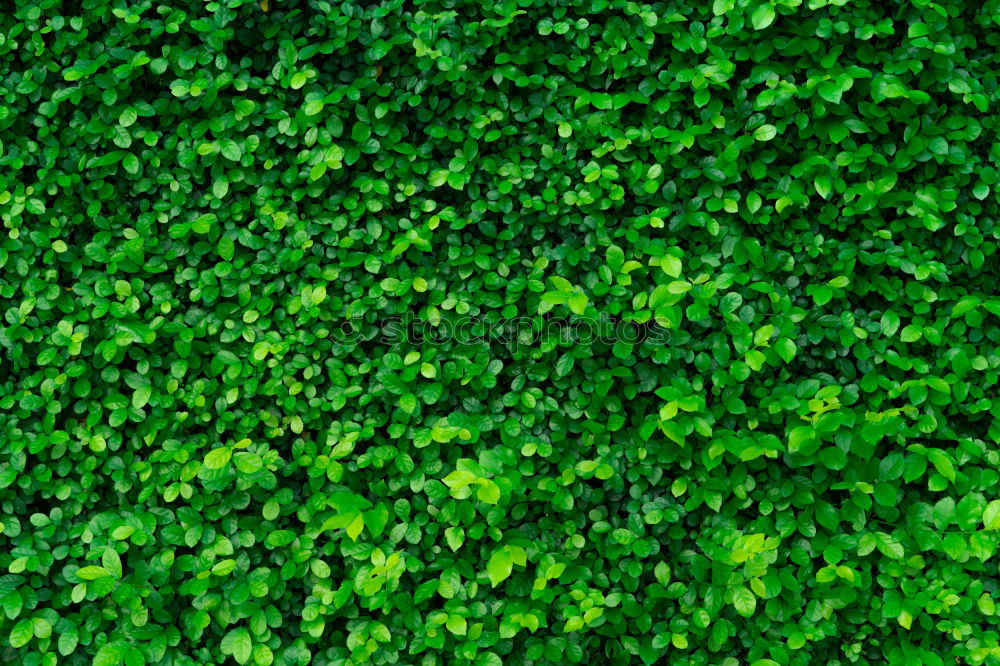 Similar – Foto Bild naturliebhaber Design