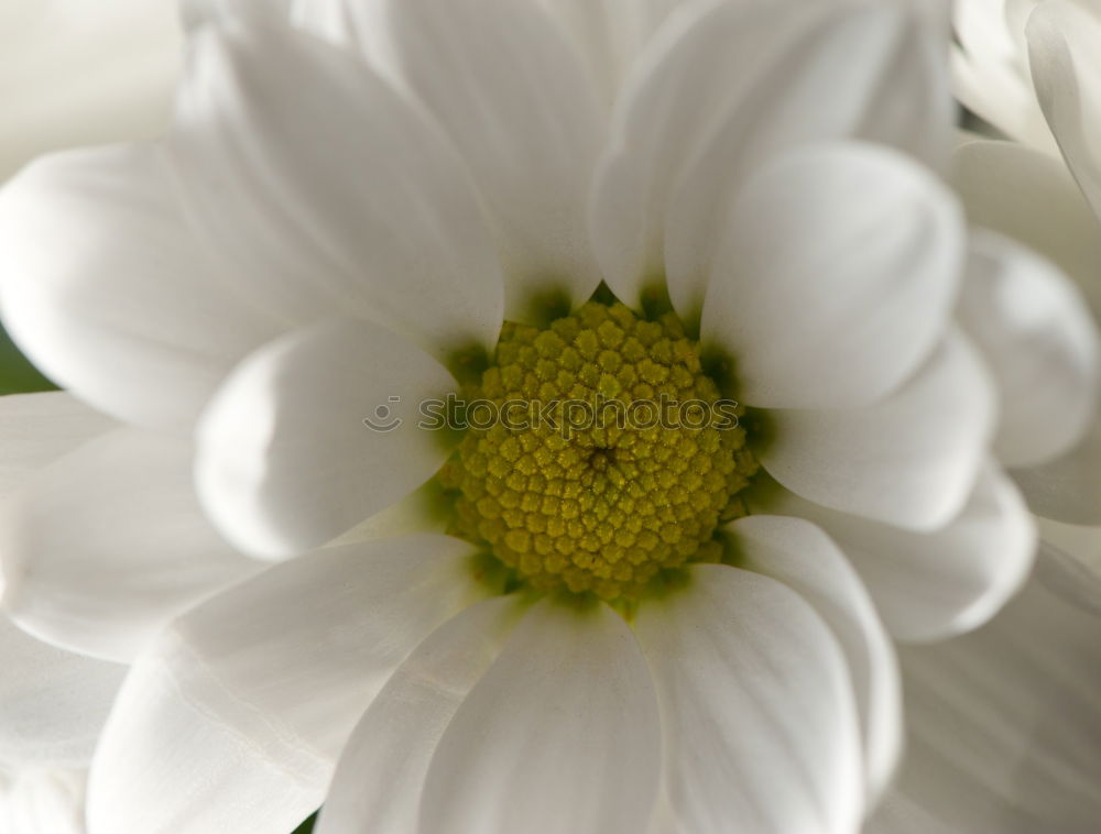 Similar – Der Frühling kommt weiß