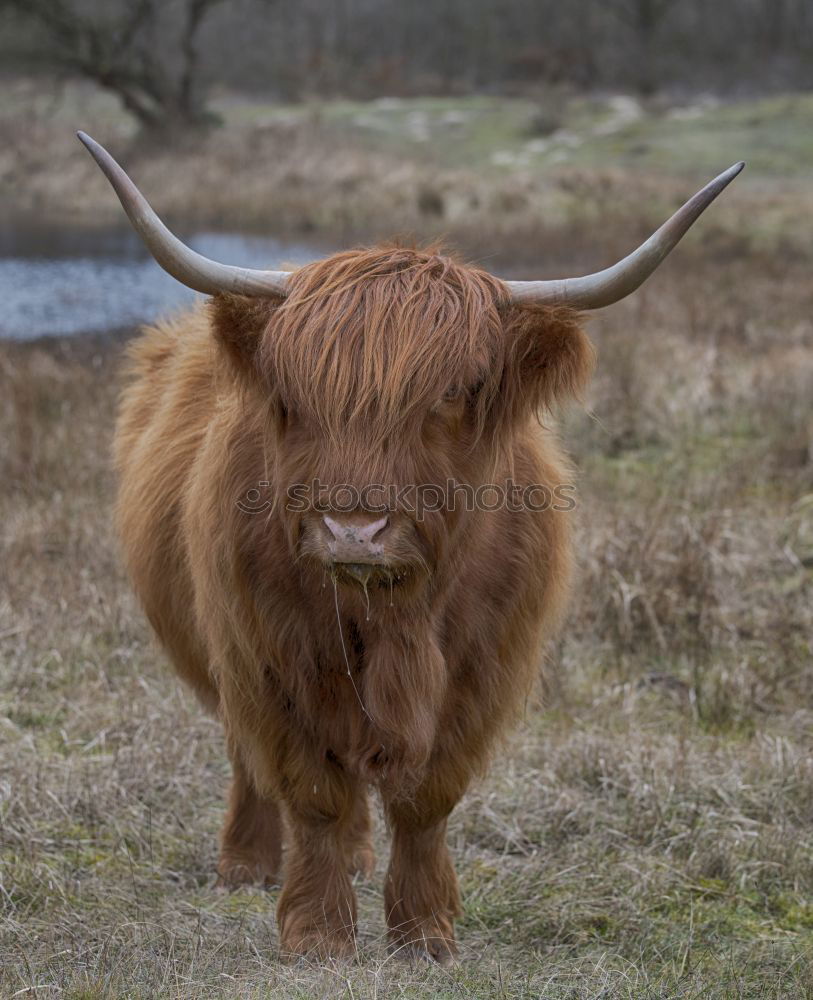 Similar – Image, Stock Photo Highland cattle in picturesque landscape in Scotland