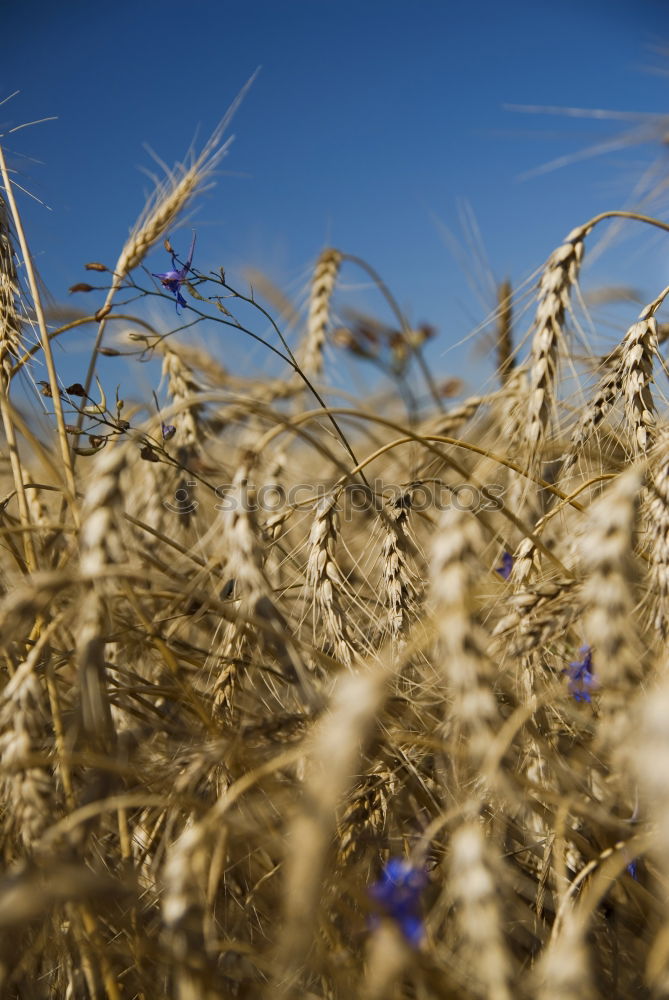 Foto Bild euer_Aehren_1 Weizen Feld