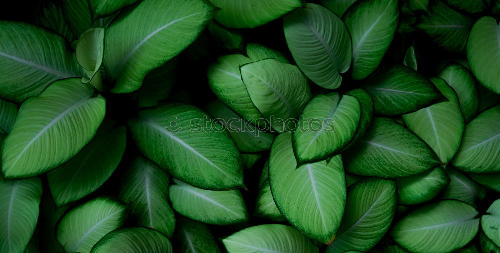 Similar – Image, Stock Photo green leaves texture Plant